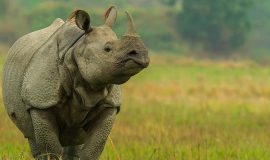 kaziranga national park