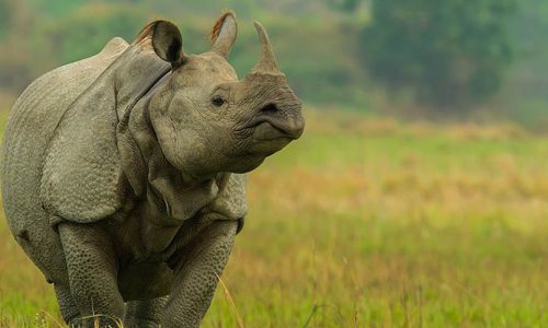 kaziranga national park