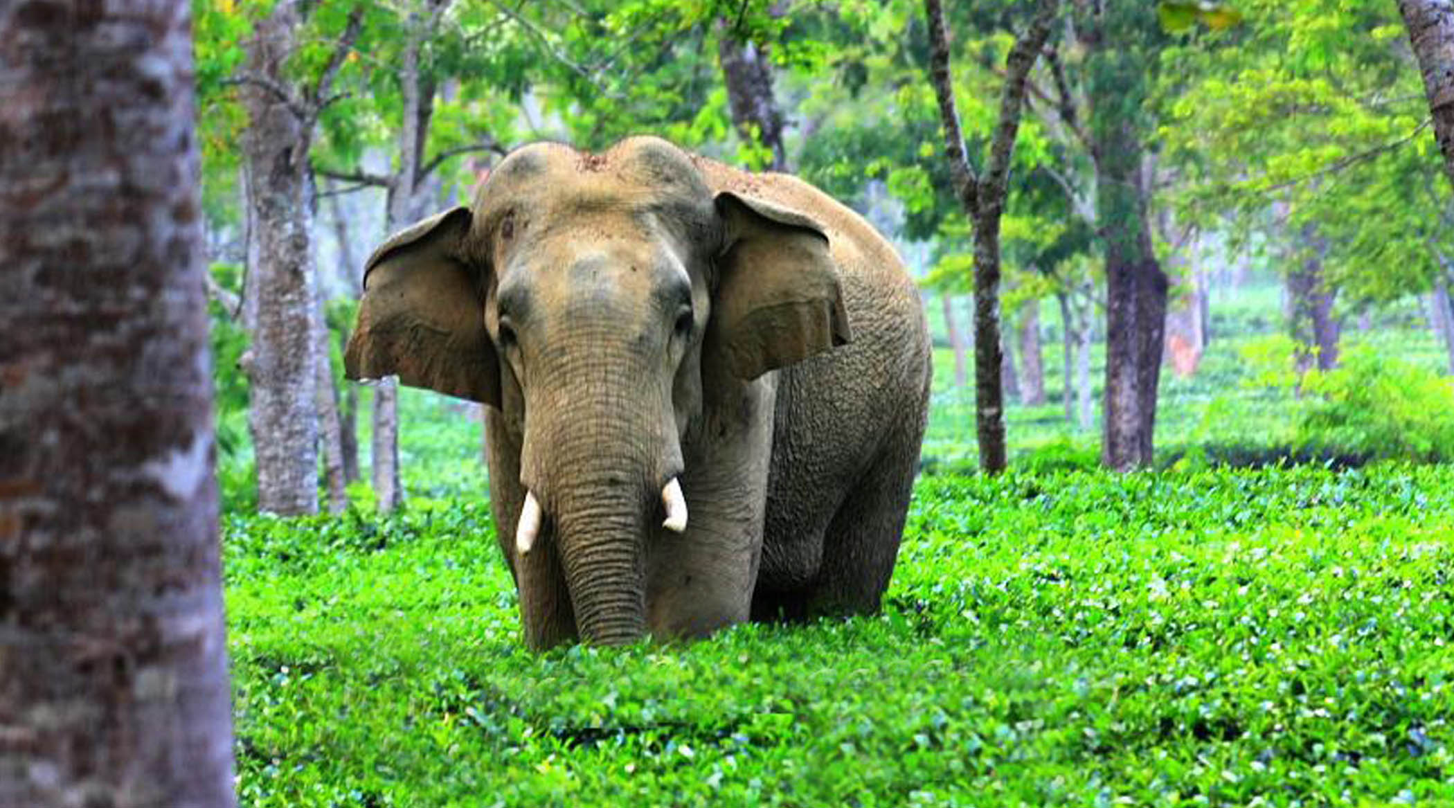 assam-wildlife-tour-package