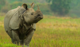 Wildlife Tour Package Assam